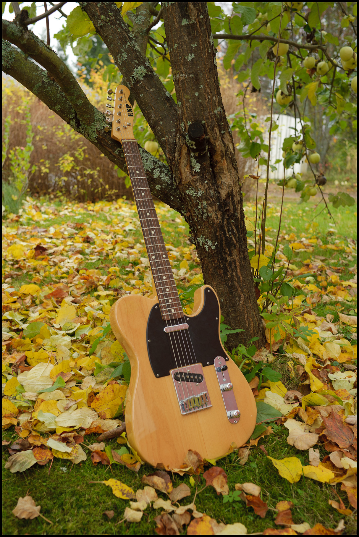 Esp 400 shop series telecaster